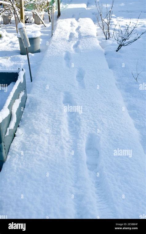 Close Up Of Footpath Covered In Deep Snow Showing Footprints The Foot