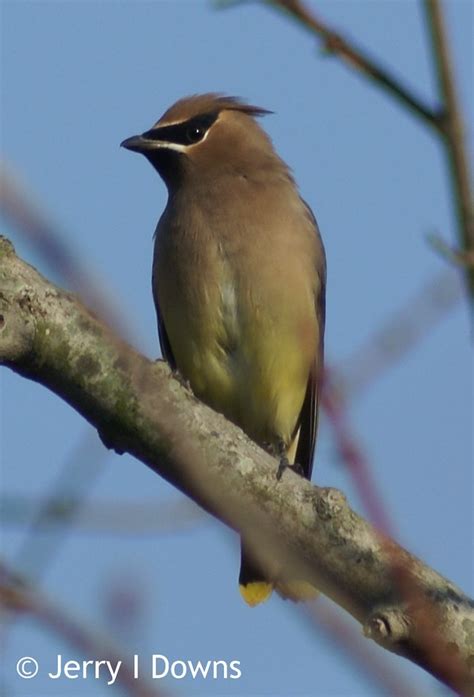 Cedar Waxwing Taken At Willow Slough Fwa On 111409 Jerry Downs