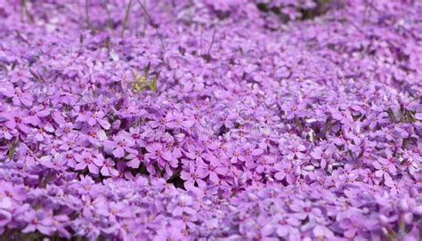 Purple Creeping Phlox On The Flowerbed The Ground Cover