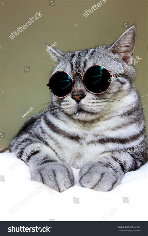 Portrait American Shorthair Gray Cat Wearing Stock Photo 691637443