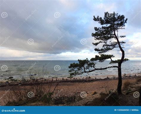 Beautiful Pine Tree On Baltic Sea Coast Lithuania Stock Photo Image