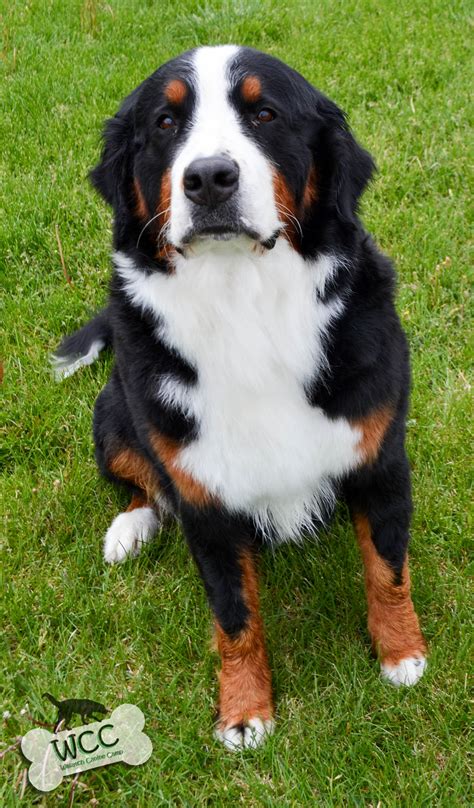 The bernese mountain dog is a striking. Litter M | WCC's Bernese Mountain Dog Puppies