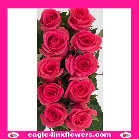 Boogy Supermarket Range Roses Intermediate Roses Eagle Link Flowers