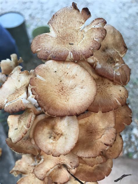 Ringless Honey Mushrooms Armillaria T Rmycology