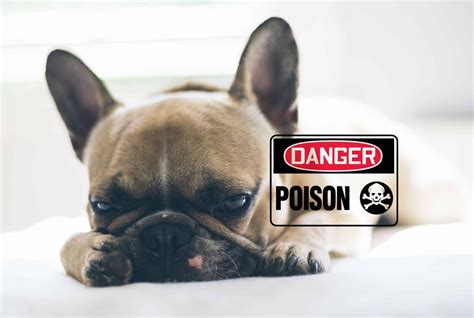 Symptoms And Signs Of Poisoning In Dogs And What To Do