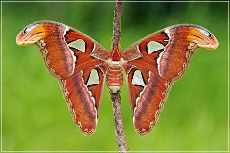 Atlas moth location and rarity. Atlas Moth - Attacus atlas | Atlas moth, Moth, Large moth