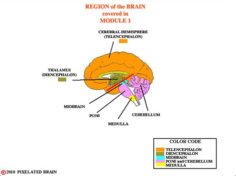 Pixelated Brain Module 1 The Skull The Meninges Csf And The