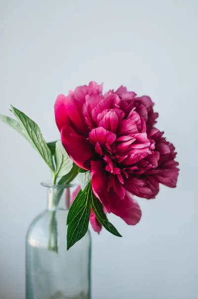 100 Peonies Pictures Download Free Images On Unsplash Peony Flower