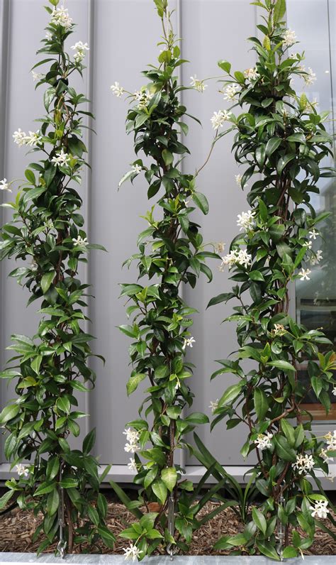 Chinese Star Jasmine Trachelospermum Jasminoides Hedge