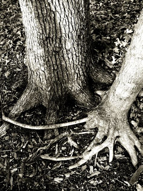 Entwined Tree Roots Free Stock Photo Public Domain Pictures