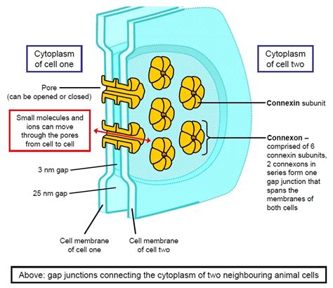 Cell Junctions In Animal Cells Gap Junction Wikipedia The Cell
