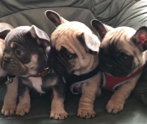 French bulldog puppies for sale and stud services. French Bulldog Puppies For Sale | Atlanta, GA #295919
