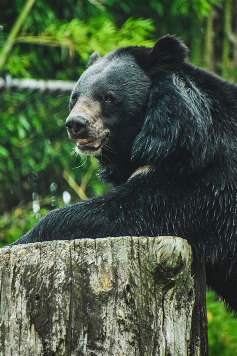 Asiatic Black Bear Virginia Zoo