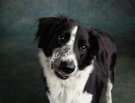 Portrait Of A Border Collie Mix Dog Photograph By Animal Images
