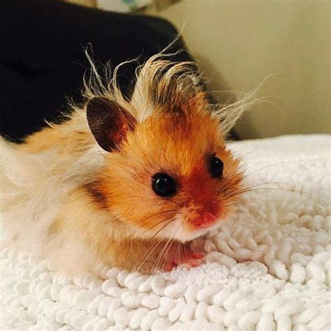 Baby Hamster Has A Bad Hair Day Lol Hamster Pics Cage Hamster