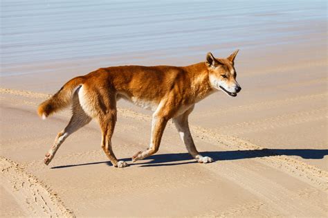This Month In Archaeology When Did Dingoes First Come To Australia