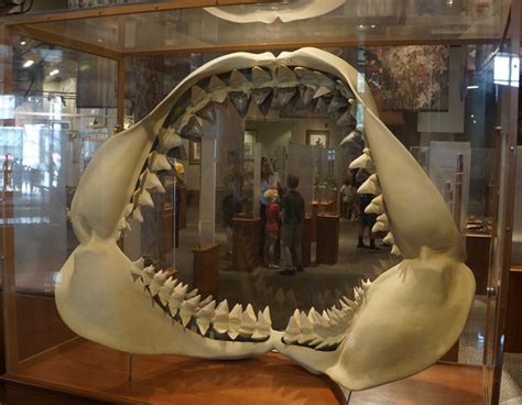 Megalodon Facts Habitat Diet Fossils Pictures