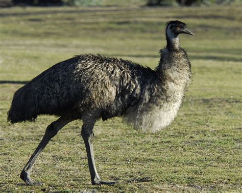 Best Jungle Life Emu And Emu Pics And Emu Wallpapers