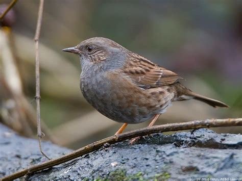 Dunnock Photographs By Steve Oakes Pet Birds British Wildlife Wild