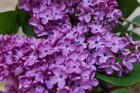 Lilacs Plant And Flower Varieties How To Grow And Care Florgeous