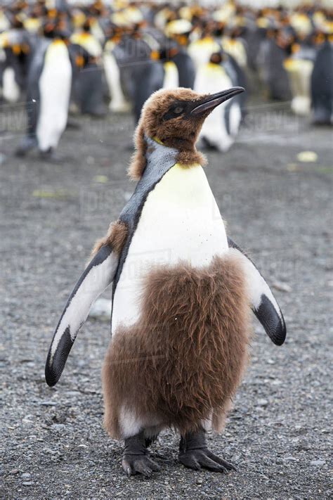 A Young King Penguin Moulting From Its Juvenile Down To Adult Feathers