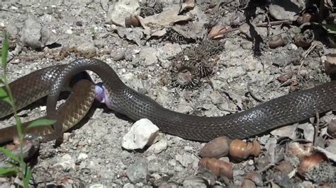The Basics Of Snake Genetics Reptiles Cove
