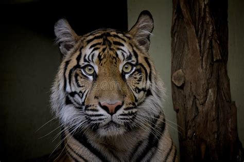 Portrait Of Sumatran Tiger Stock Image Image Of Fauna Panthera