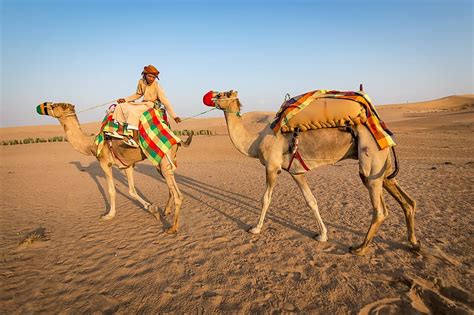16 interesting facts about camels factins