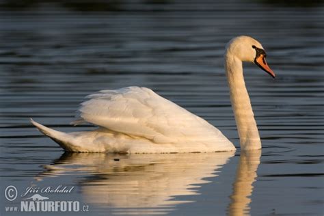 Cygnus Olor Pictures Mute Swan Images Nature Wildlife Photos