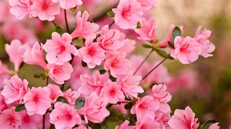 Summer Pink Spring Flowers Utopia Fragrant Blurry Garden Desktop Flower