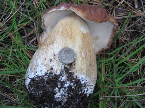 King Bolete Mushroom Hunting And Identification