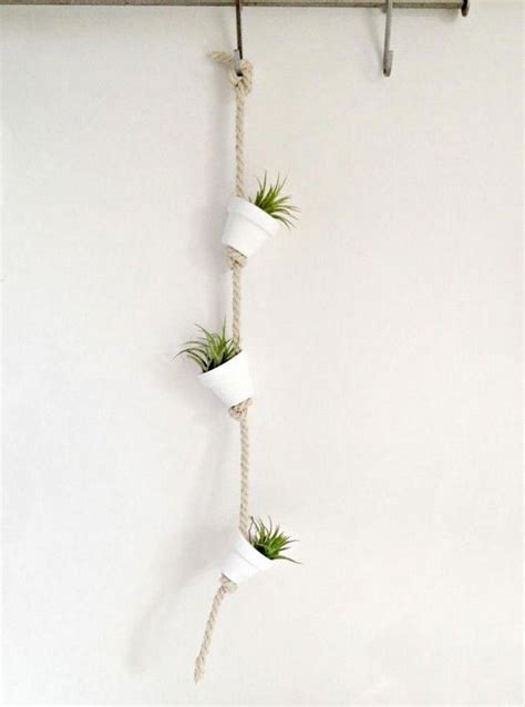 Feed air plants with bromeliad fertilizer once a month to encourage growth. hanging plants indoor diy 4459143397 # ...