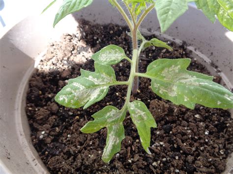 Tomato Plant Leaves Turning Brown