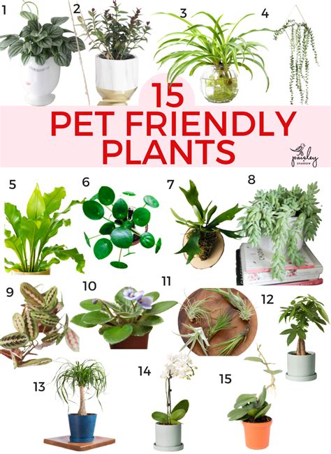 15 Pet Friendly Houseplants Safe For Cats And Dogs Paisley Sparrow
