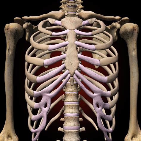 Picture Of What Is Under Your Rib Cage Where Are The Kidneys Situated