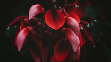 Download Wallpaper 3840x2160 Flowers Red Dark Plant