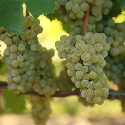 Buy Riesling Grafted Grape Vines For Sale Double A Vineyards