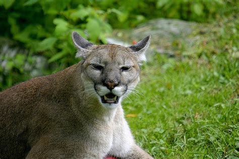 We did not find results for: File:Florida Panther (2), NPSPhoto (9255082289).jpg ...