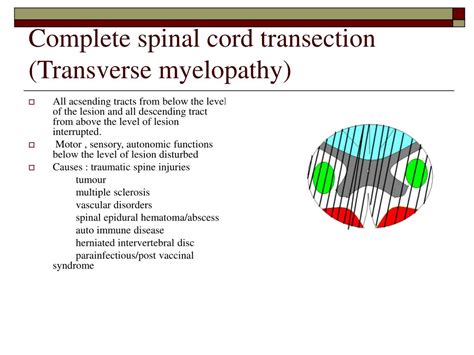 Ppt Lesions Of The Spinal Cord Powerpoint Presentation Free Download