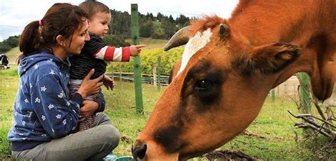 In addition to thoroughbreds, every year emerald downs presents has a special day of weiner dog racing, but sunday represents a first: May 30, 2019 All-Creatures Newsletter... Elephant hunting ...