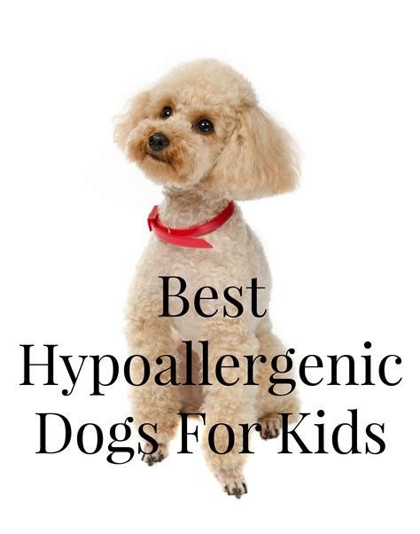 Best Hypoallergenic Dogs For Kids Dogvills