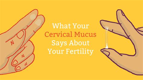 Early Pregnancy Cervical Mucus Stages