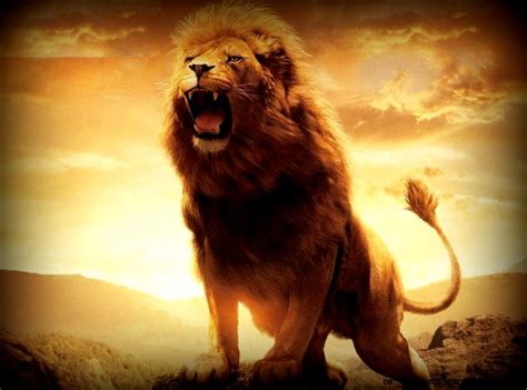 Angry Lion Wallpaper Hd 1080p Amazing Wallpapers