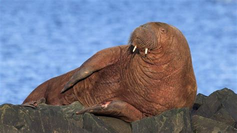 Seahouses Walrus Lured To Northumberland By Food Say Experts Bbc News