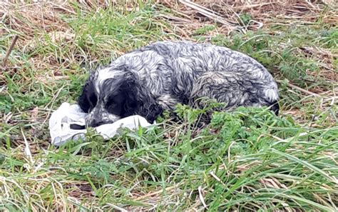 (my baby actually cries a bit harder after i swaddle her, but it's an important step, and she calms down after i do the other steps.) side/stomach: Spaniel found on roadside 'crying' over bag of dead ...