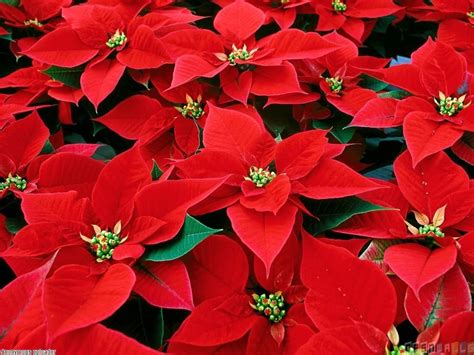Poinsettia Red Wallpapers Wallpaper Cave