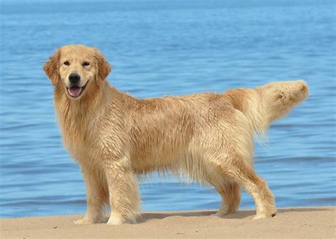 Why Are Golden Retrievers So Friendly