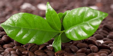 How To Grow Coffee Plants