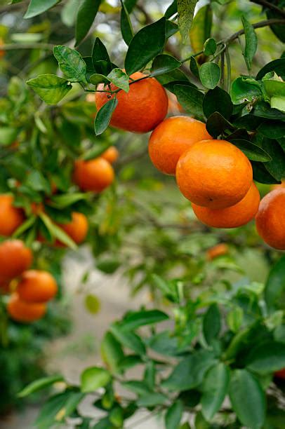 Florida Orange Groves Stock Photos Pictures And Royalty Free Images Istock