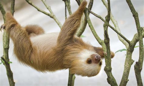 6 Fast Fun Facts You Didnt Know About Sloths Wanderlust